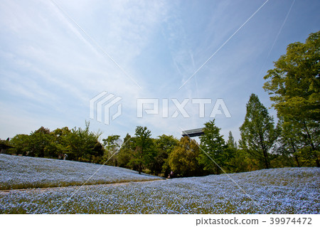Nemophila 15 39974472