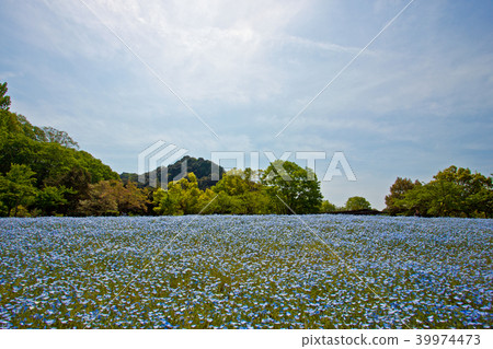 Nemophila 16 39974473