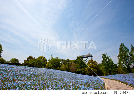Nemophila 17 Nemophila 17 39974474
