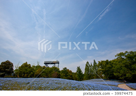 Nemophila 18 Nemophila 18 39974475