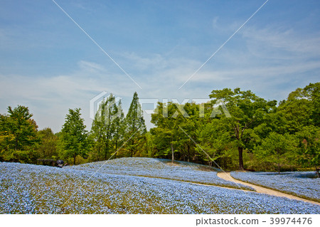 Nemophila 19 Nemophila 19 39974476