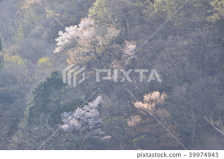 春天的形象，山上的櫻花樹在春天陰霾中 39974943