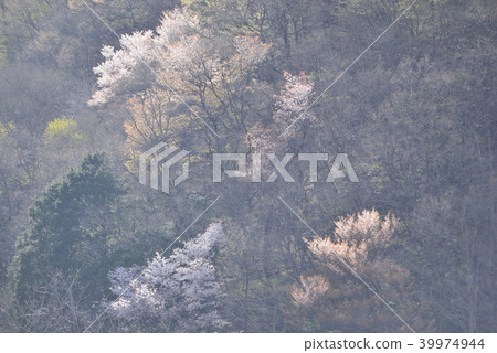 春天的形象，山上的櫻花樹在春天陰霾中 39974944