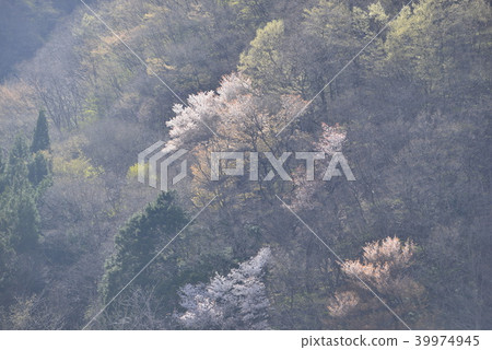 春天的形象，山上的櫻花樹在春天陰霾中 39974945