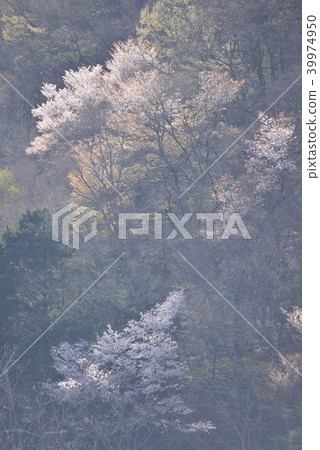 Image of spring, mountain cherry tree in spring haze 39974950