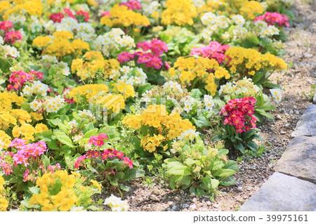 Spring flower bed Primula flower 39975161