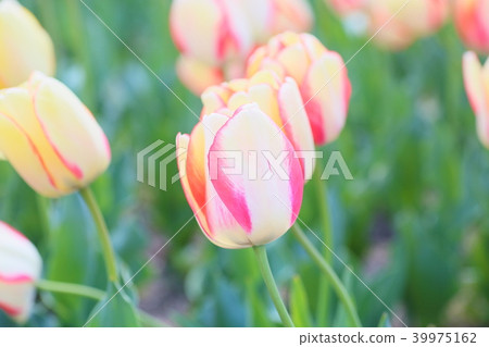 Spring flower bed tulip flower 39975162