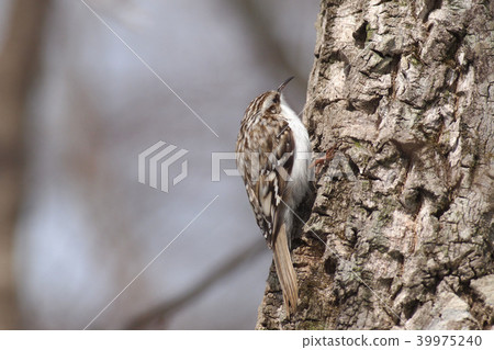 A small bird Kibasiri sticking to the trunk 39975240