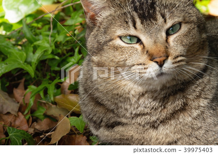 Garden cat 39975403