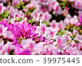 Azalea 39975445