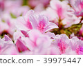 Azalea 39975447