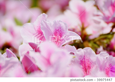 Azalea Azalea 39975447