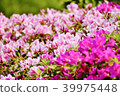 Azalea 39975448