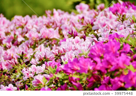 Azalea Azalea 39975448