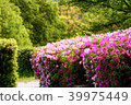 Azalea of Tegara Mountain 39975449