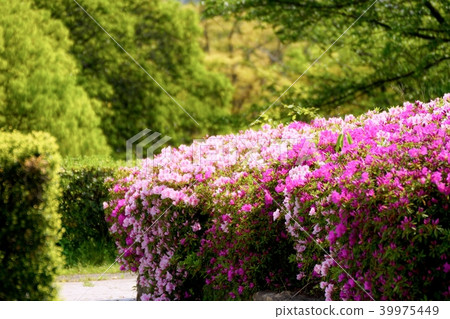Azalea of Tegara Mountain Azalea of Tegara Mountain 39975449