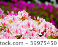 Azalea 39975450