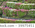 Azalea of Tegara Mountain 39975451