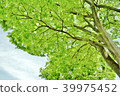 Fresh green 39975452