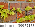 Ivy 39975453