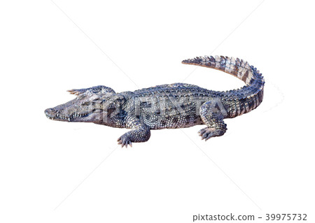 Crocodile isolated white background. Crocodile isolated white background. 39975732