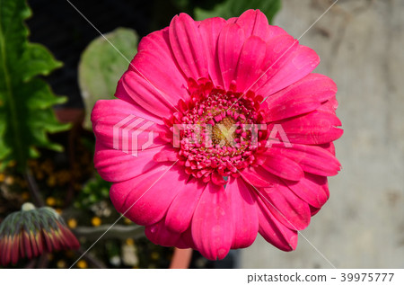 Non-blessed chrysanthemum, sun flower, persimmon chrysanthemum, day flower 39975777