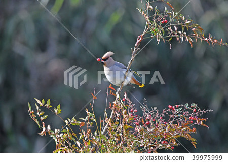 波希米亞太平鳥 波希米亞太平鳥 39975999
