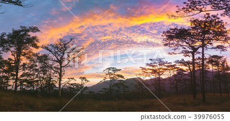 Sunrise with pine forest and flowering grass. 39976055