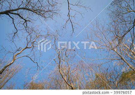 Upward view of tree in the forest in Phu Kradung. 39976057