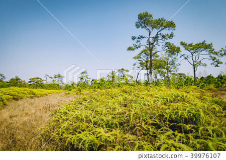 Beautiful pine forest and meadow in Phu Kradung. 39976107