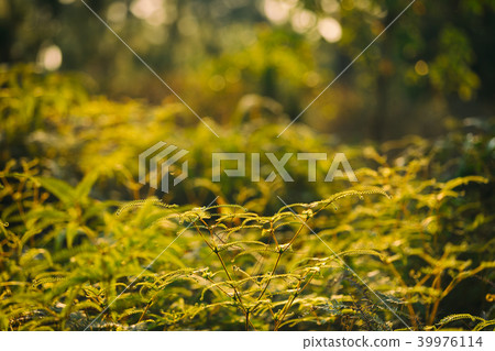 Fern leaves with sunset scene. 39976114