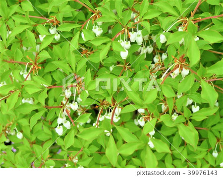 打杜鵑花 打杜鵑花 39976143
