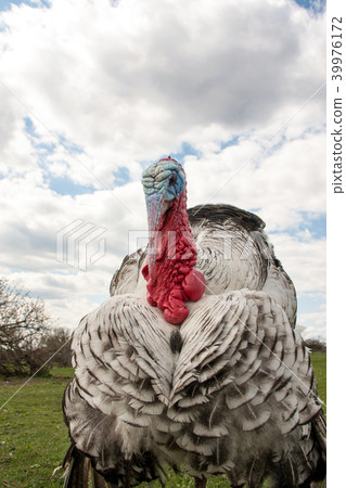 turkey male or gobbler closeup on the cloudy sky background 39976172