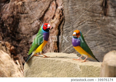 The Gouldian finch or Erythrura gouldiae, male, aka the Lady Gouldian finch, Goulds finch or the 39976174