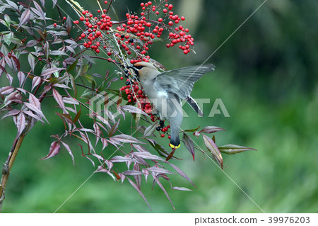 Battle of the territory of Kirenjak. Battle of the territory of Kirenjak. 39976203