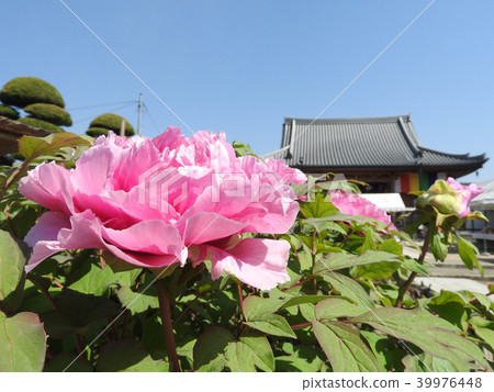 牡丹花 牡丹花 39976448