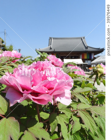 牡丹花 39976449