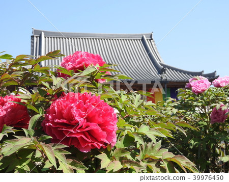 牡丹花 牡丹花 39976450