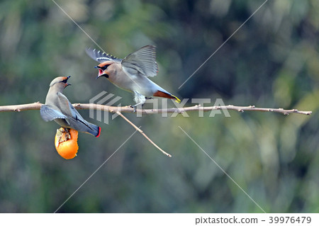 hirenjak和kirenjak的山丘之戰。 ? hirenjak和kirenjak的山丘之戰。 ? 39976479