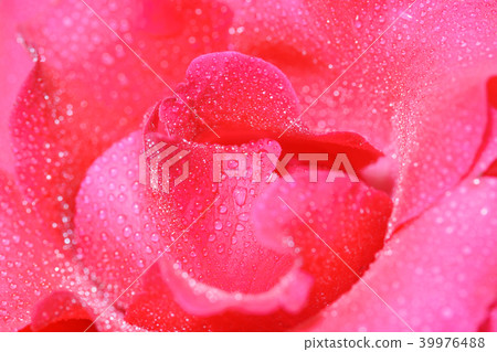 Water drops on pink rose. Water drops on pink rose. 39976488
