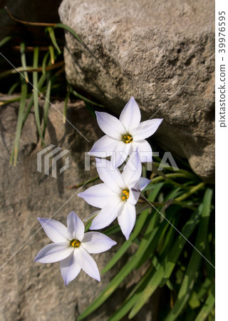 Hana flower flower 39976595