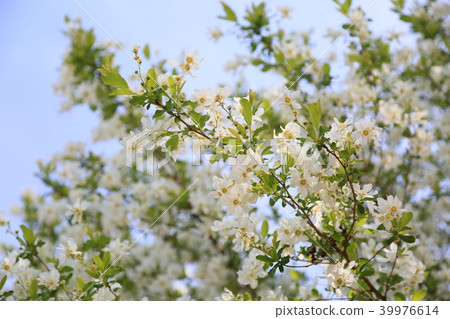 Liqué再見盛開 39976614