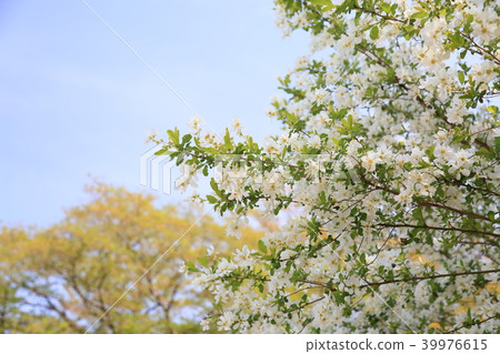 Liqué再見盛開 39976615