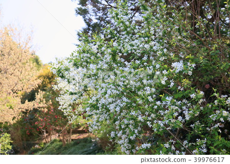 Liqué再見盛開 39976617