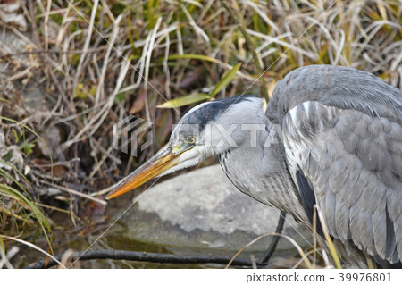Gray heron 39976801