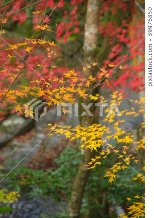 Autumn leaves 39976850