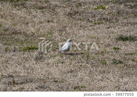 白化畫眉 白化畫眉 39977050