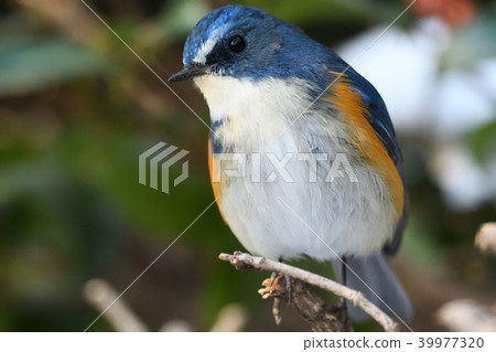 在Yakushi-ike公園的野生鳥 在Yakushi-ike公園的野生鳥 39977320
