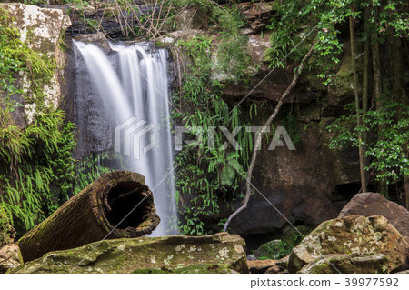 Curtis Falls in Mount Tamborine Curtis Falls in Mount Tamborine 39977592