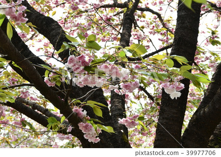 雙櫻花 雙櫻花 39977706
